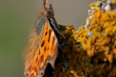 Polygonia c-album