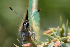 Callophrys rubi