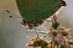 Callophrys rubi