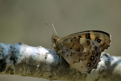 Pararge aegeria
