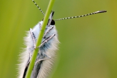 Cyaniris semiargus