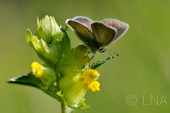 Cyaniris semiargus