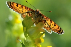 Melitaea cinxia