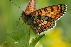 Melitaea cinxia