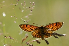 Mellicta athalia