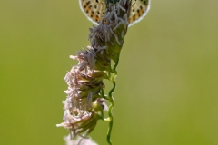 Lycaena tityrus
