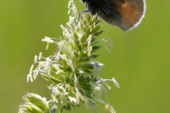 Coenonympha pamphilus