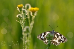 Melanargia galathea