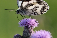 Melanargia galathea