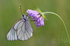 Aporia crataegi