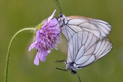 Aporia crataegi