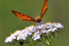 Lycaena virgaurea