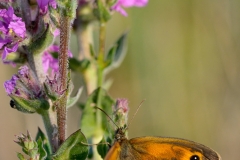 Pyronia tithonus