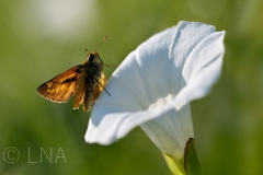 Ochlodes venatus