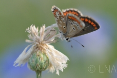 Aricia agestis