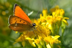 Lycaena virgaurea