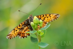 Clossiana titania