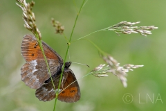 Erebia euryale