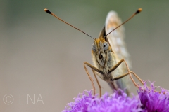 Melitaea phoebe
