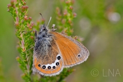 Coenonympha gardetta