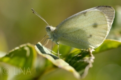 Pieris rapae