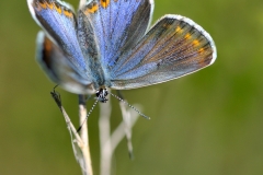 Plebejus argyrognomon