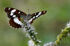 Limenitis reducta