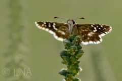 Pyrgus sp.