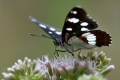 Limenitis reducta