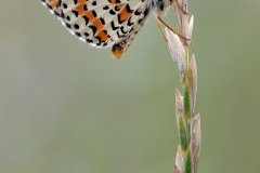 Melitaea didyma