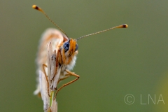 Melitaea didyma