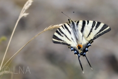 Iphiclides podalirius