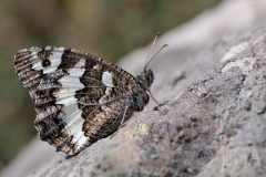 Brintesia circe