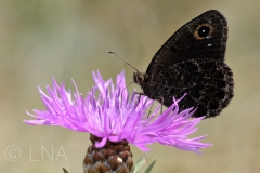 Satyrus actaea