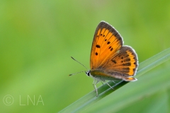 Lycaena dispar