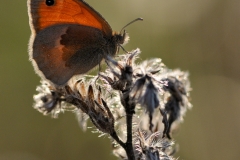 Coenonympha pamphilus