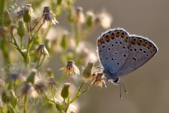 Plebejus argyrognomon