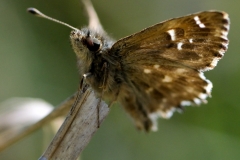 Carcharodus alceae