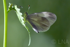 Leptidea sinapis