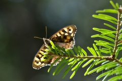 Pararge aegeria