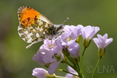 Anthocharis cardamines