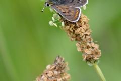 Lycaena tityrus