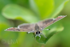 Lycaena tityrus