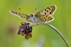 Lycaena tityrus
