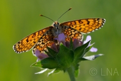 Melitaea cinxia