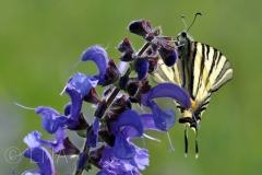 Iphiclides podalirius