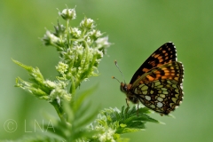 Melitaea diamina