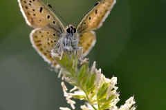 Lycaena tityrus
