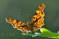 Polygonia c-album