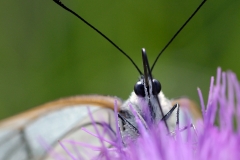 Aporia crataegi